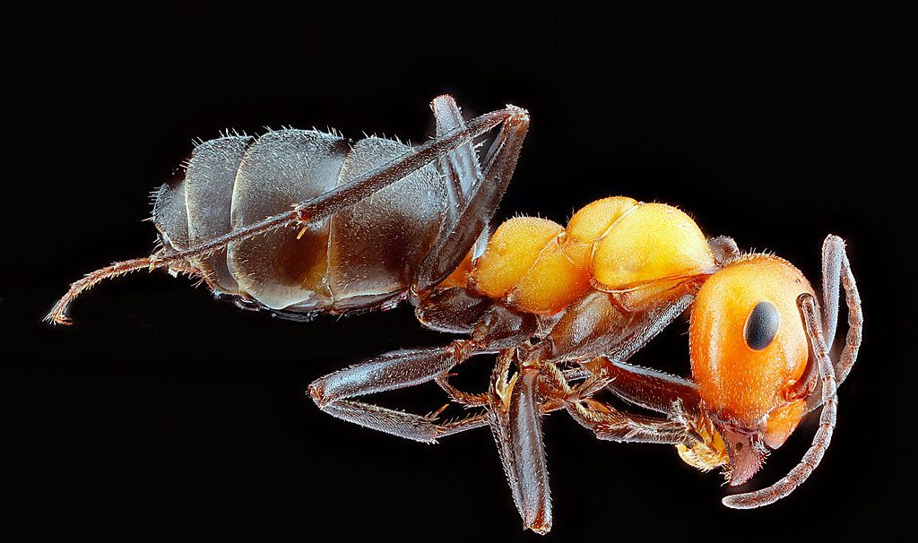 Ant Control service in Olathe, KS