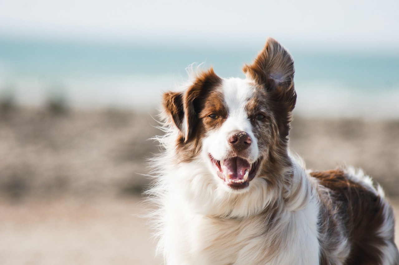 Flea & Tick Control service in Olathe, KS