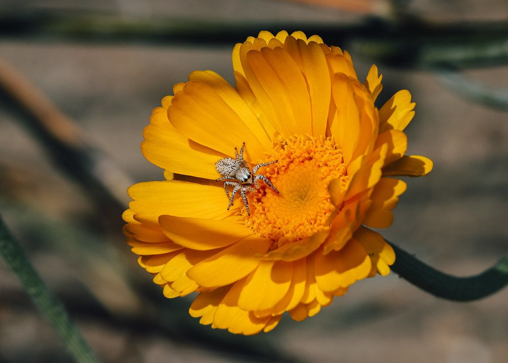 Spider Control service in Olathe, KS